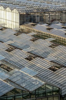 Nursery, plant cultivation, glass greenhouses, skylights open, roofs, Düsseldorf-Volmerswerth,