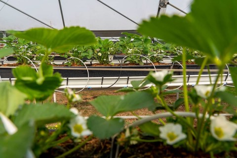 Strawberry cultivation in a greenhouse, young strawberry plants grow up, are individually watered