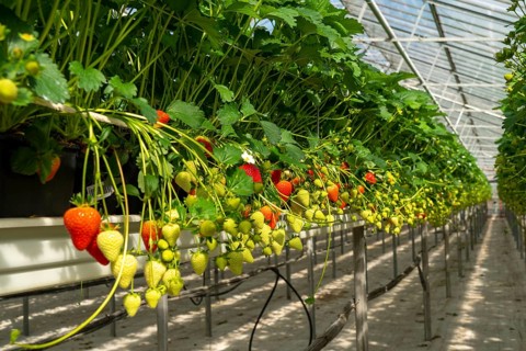 Strawberry cultivation in a greenhouse, young strawberry plants are growing, at different stages of
