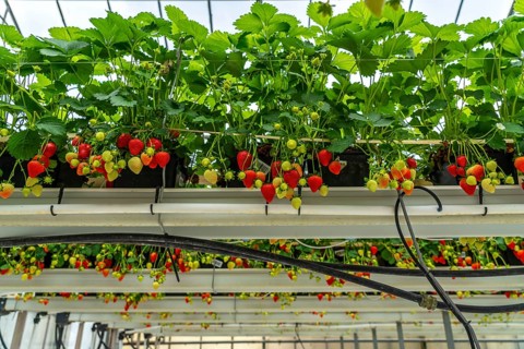 Strawberry cultivation in a greenhouse, strawberry plants with berries at different stages of