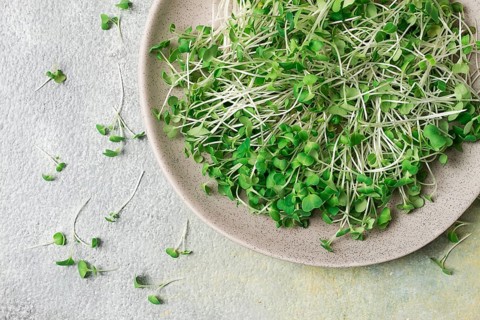 Fresh micro-greenery, on a plate, top view, no people