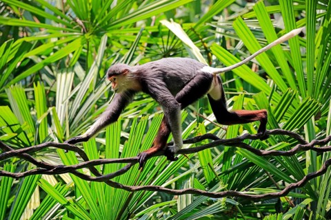 Red-shanked monkey (Pygathrix nemaeus), adult, on tree, climbing, with food