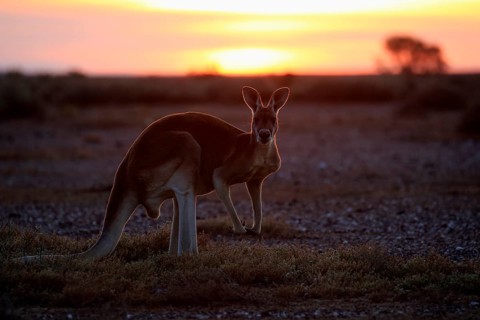 Red kangaroo (Macropus rufus), adult male, sunrise, Sturt National Park, New South Wales,