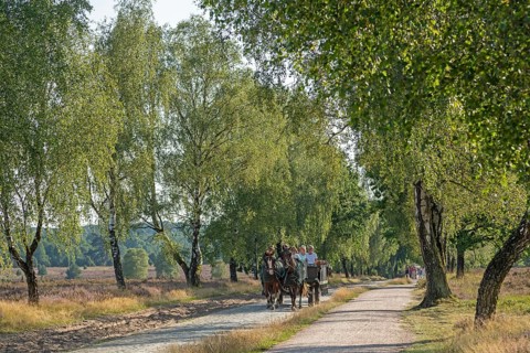 Heather blossom, horse-drawn carriage, trees, carriage ride near Wilsede, Bispingen, Lüneburg