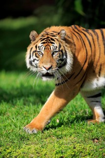 Sumatran tiger (Panthera tigris sumatrae), adult male portrait running, Sumatra