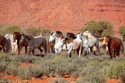Mustang, (Equus caballus), horses, group, herd, Monument Valley, Utah, USA, North America