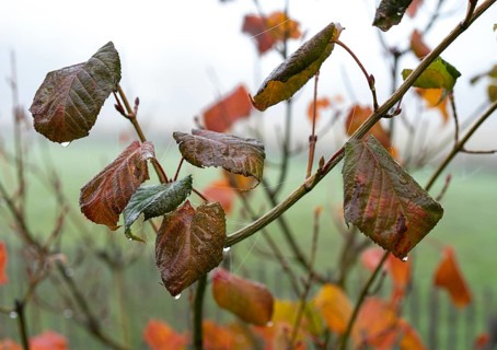 Nature, autumn, leaves, wilted leaves
