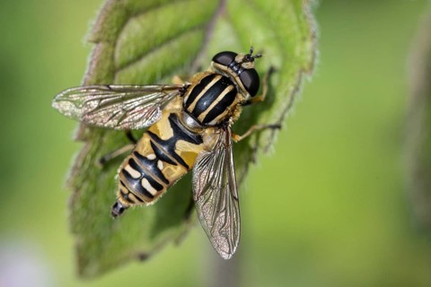 Dangling sunlover (Helophilus pendulus), Emsland, Lower Saxony, Germany, Europe