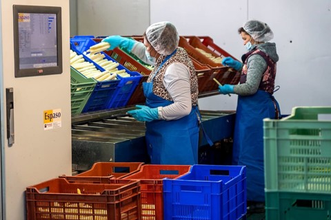 Asparagus farm, white asparagus is washed, cut and sorted by quality after harvesting, near
