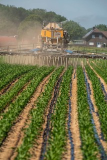 A maize field, with young plants, is fertilised with liquid manure, self-propelled slurry tanker,