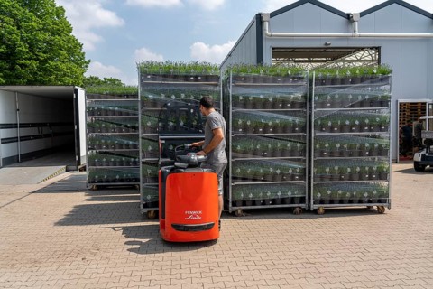 Horticultural company, lavender plants, in flower pots, outdoors, are packed for transport to the