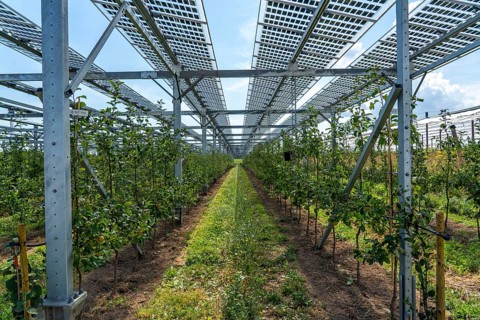 Agri-photovoltaic test plant, an apple orchard with two different systems of PV modules was roofed