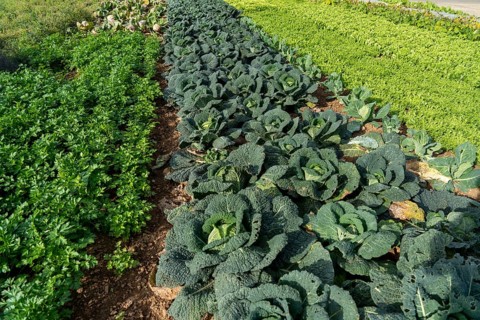Agriculture, Savoy cabbage heads growing in a field