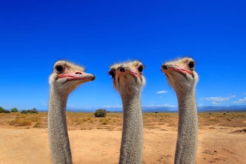 South african ostrich (Struthio camelus australis), adult, male, portrait, group, ostriches,