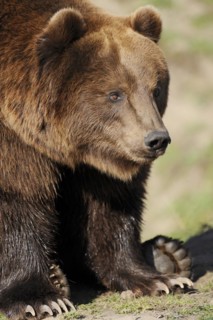 Kodiak bear (Ursus arctos middendorffi), captive, Germany, Europe