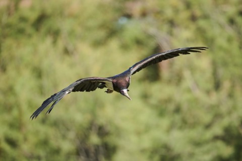 Abdim's Storks (Ciconia abdimii), flying, Spain, Europe
