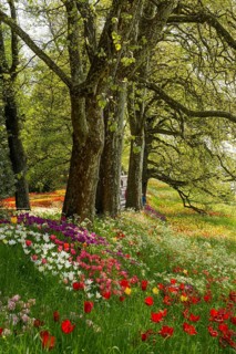 Park and flower meadow with colourful tulips, Mainau Island, Lake Constance, Baden-Württemberg,
