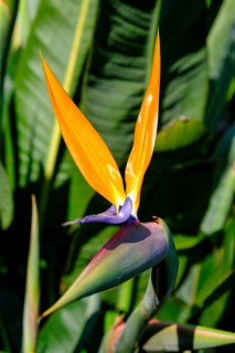 Strelitzia, bird of paradise flower, (Strelitzia juncea), flower, blooming, Kirstenbosch Botanical