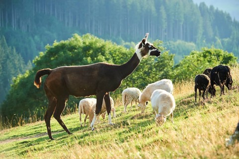 Llama (Lama glama) standing in the middle of domestic sheeps (Ovis aries) on a meadow in the