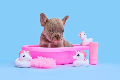 Cute Isabella French Bulldog dog puppy in pink bathtub with unicorn rubber ducks on blue background