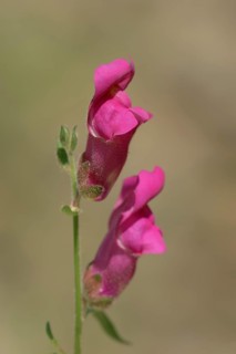 Large common snapdragon (Antirrhinum majus), flowers, Provence, southern France