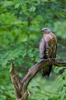 European honey buzzard (Pernis apivorus), Bavaria, Germany, Europe