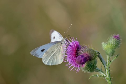 Butterfly, white butterfly (Pieridae), butterfly sitting on a flower of thistle (Cirsium vulgare),