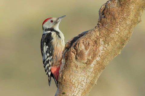 Middle Spotted Woodpecker (Dendrocopos medius) sitting on a branch, Animals, Birds, Woodpeckers,