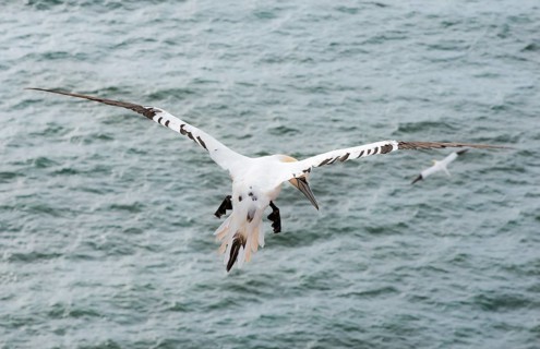 Northern gannet (Morus bassanus) (synonym: Sula bassana), not yet coloured juvenile flies with