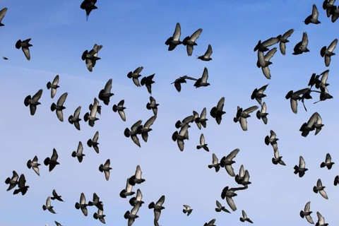 City pigeons in winter, Saxony, Germany, Europe