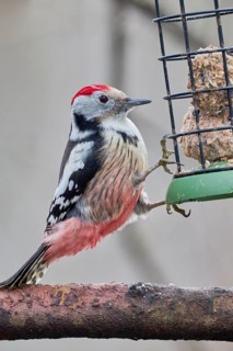 Middle Spotted Woodpecker (Dendrocopos medius), Lower Saxony, Germany, Europe