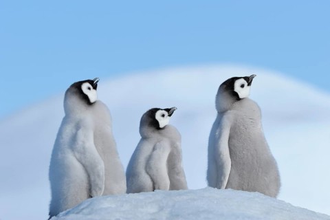 Emperor penguins, Aptenodytes forsteri, Tree Chicks, Snow Hill Island, Antartic Peninsula,