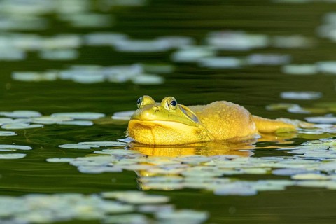 Bull frog. Lithobates catesbeianus, . Bull frog floating on a lake and warming up at the sun. La