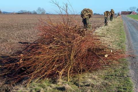 Pile of cut twigs at freshly pruned willow trees in Skurup municipality, Skåne, Sweden,