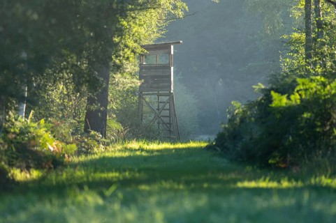 High seat for hunting in the forest, Lower Saxony, Germany, Europe