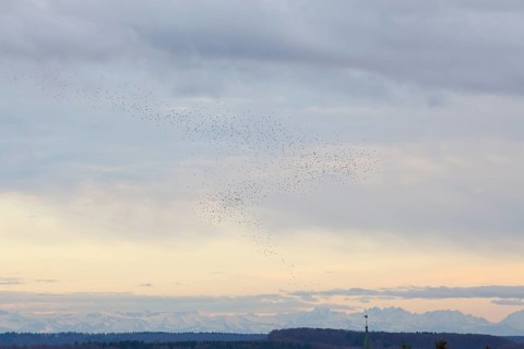 Thousands of bramblings from Scandinavia fly in flocks over Magolsheim. With a view of the Alps at