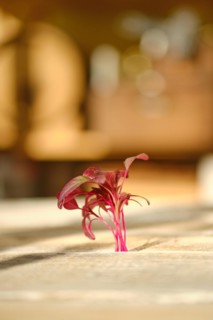 Fresh amaranth sprouts on wooden background under sunlight