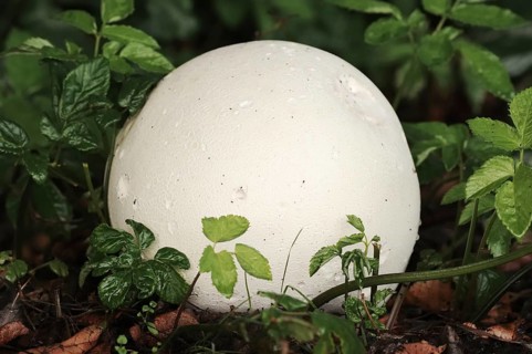 Giant puffball (Langermannia gigantea, Calvatia gigantea), North Rhine-Westphalia, Germany, Europe