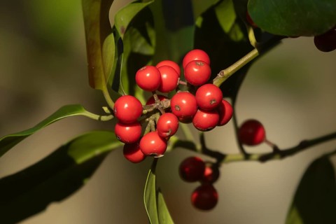 European holly (Ilex aquifolium) tree red berries on a branch in the autumn, Suffolk, England,