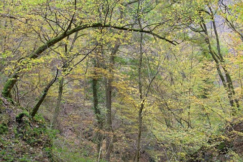 Dortebach valley in autumn, steep slopes, european hornbeam (Carpinus betulus) with curious growth