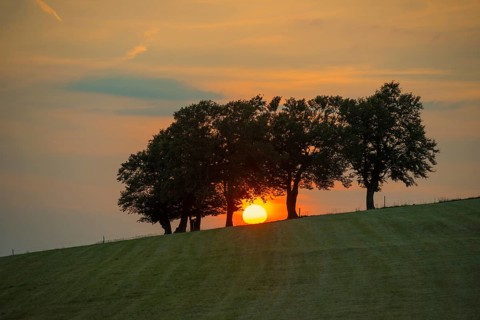Wind beech trees and sunset, Hofsgrund, Oberried, Schauinsland, Black Forest, Baden-Württemberg,