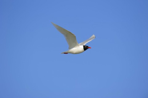 Herring Gull (Ichthyaetus melanocephalus, Larus melanocephalus), flying, Camargue, Provence,