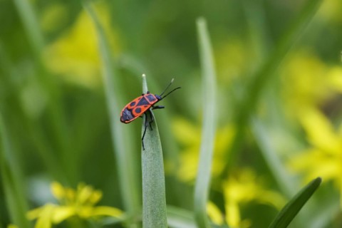 Fire bug, March, Germany, Europe