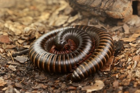 Giant african millipede (Archispirostreptus gigas), captive, occurrence in Africa