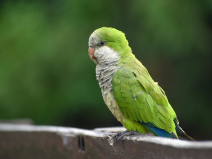 Portrait of a monk parakeet (Myiopsitta monachus) in a park in Buenos Aires, Argentina, South