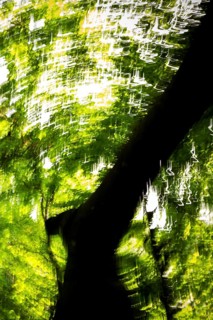 Beech, light reflections, wiped image, Humlebæk, Nivå Bugt, Hovedstaden, Øresund coast, Denmark,