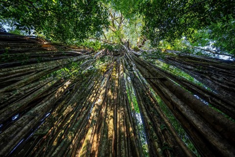 Hanging roots of a giant strangler fig (Ficus americana), looking upwards, in the rainforest,