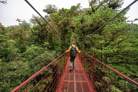 Young man, tourist on red suspension bridge between the treetops in the rainforest, Monteverde