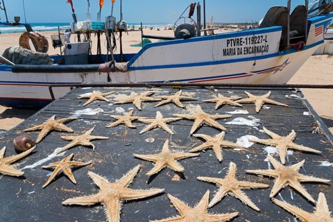 Star fish on a table on the beach next to a fishing boat with a calm seascape in the background,