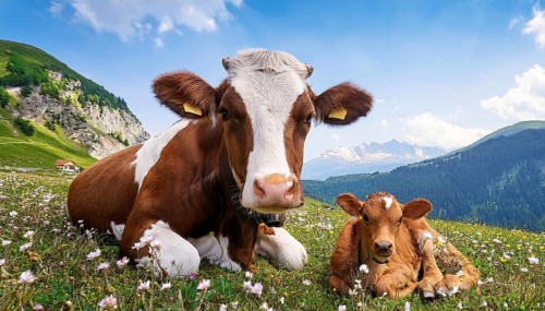 A brown cow and a calf resting on an alpine meadow, Studio, KI generated, AI generated